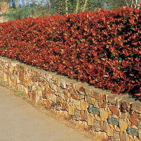 Haie de 3 Photinias Red Robin - Photinia fraseri Red Robin