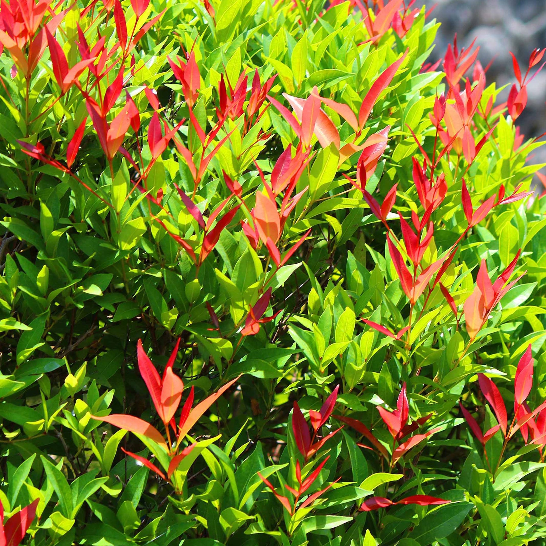 Haie de 3 Photinias Red Robin - Photinia fraseri Red Robin