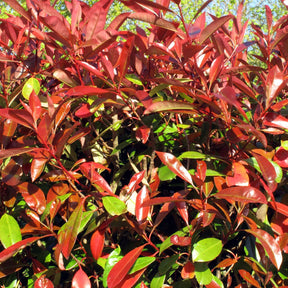 Haie de 3 Photinias Red Robin - Photinia fraseri Red Robin