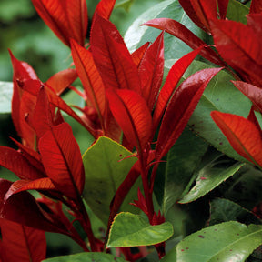 Haie de 3 Photinias Red Robin - Photinia fraseri Red Robin