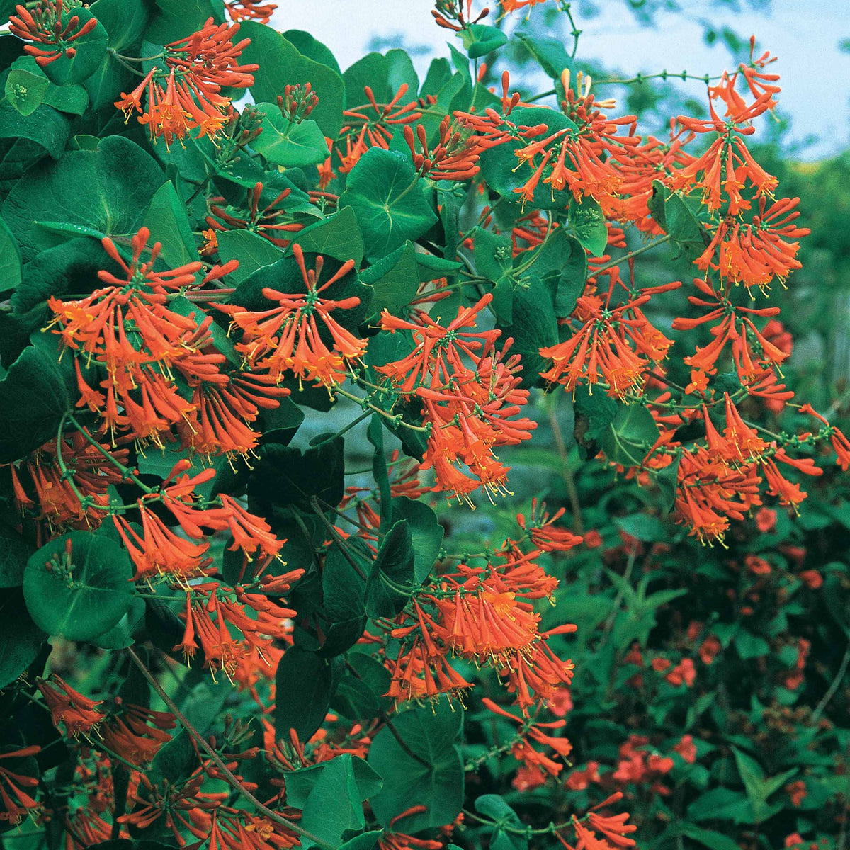 Chèvrefeuille grimpant Dropmore Scarlet
