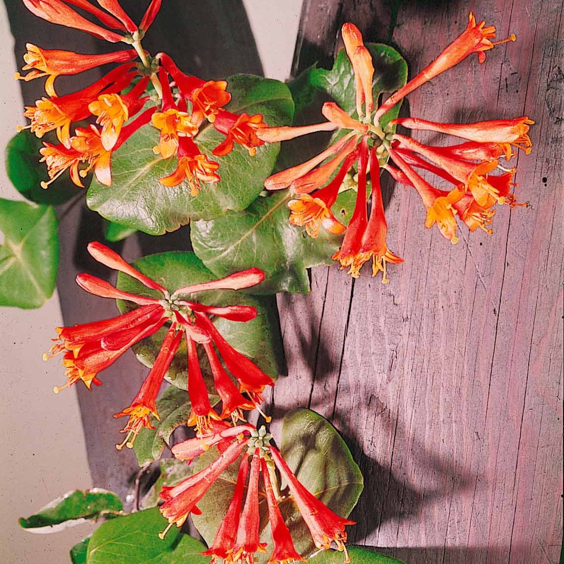 Chèvrefeuille grimpant Dropmore Scarlet