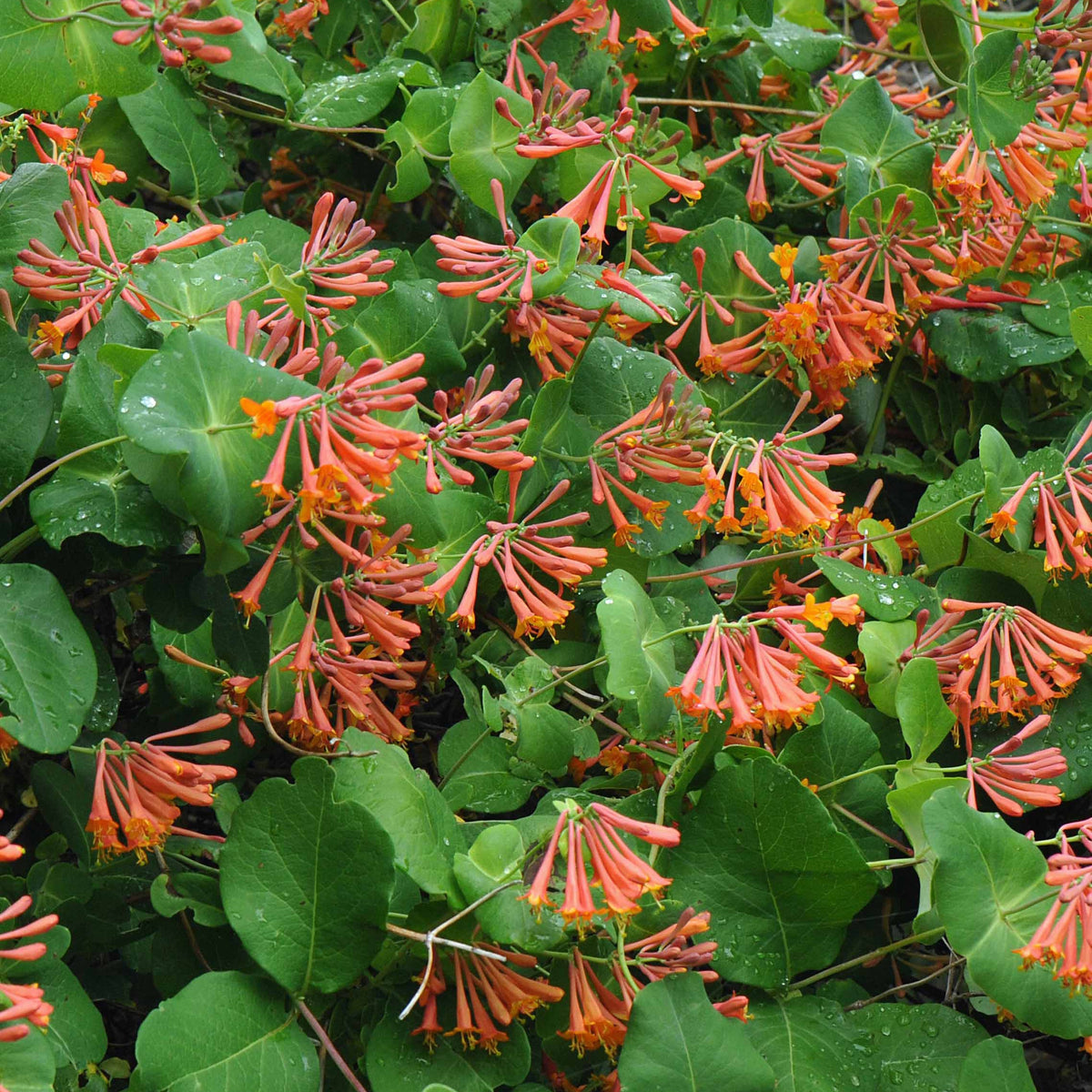 Chèvrefeuille grimpant Dropmore Scarlet - Lonicera brownii Dropmore Scarlet