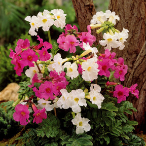 4 Terreurs des taupes blanches et roses - Incarvillea delavayi - Willemse