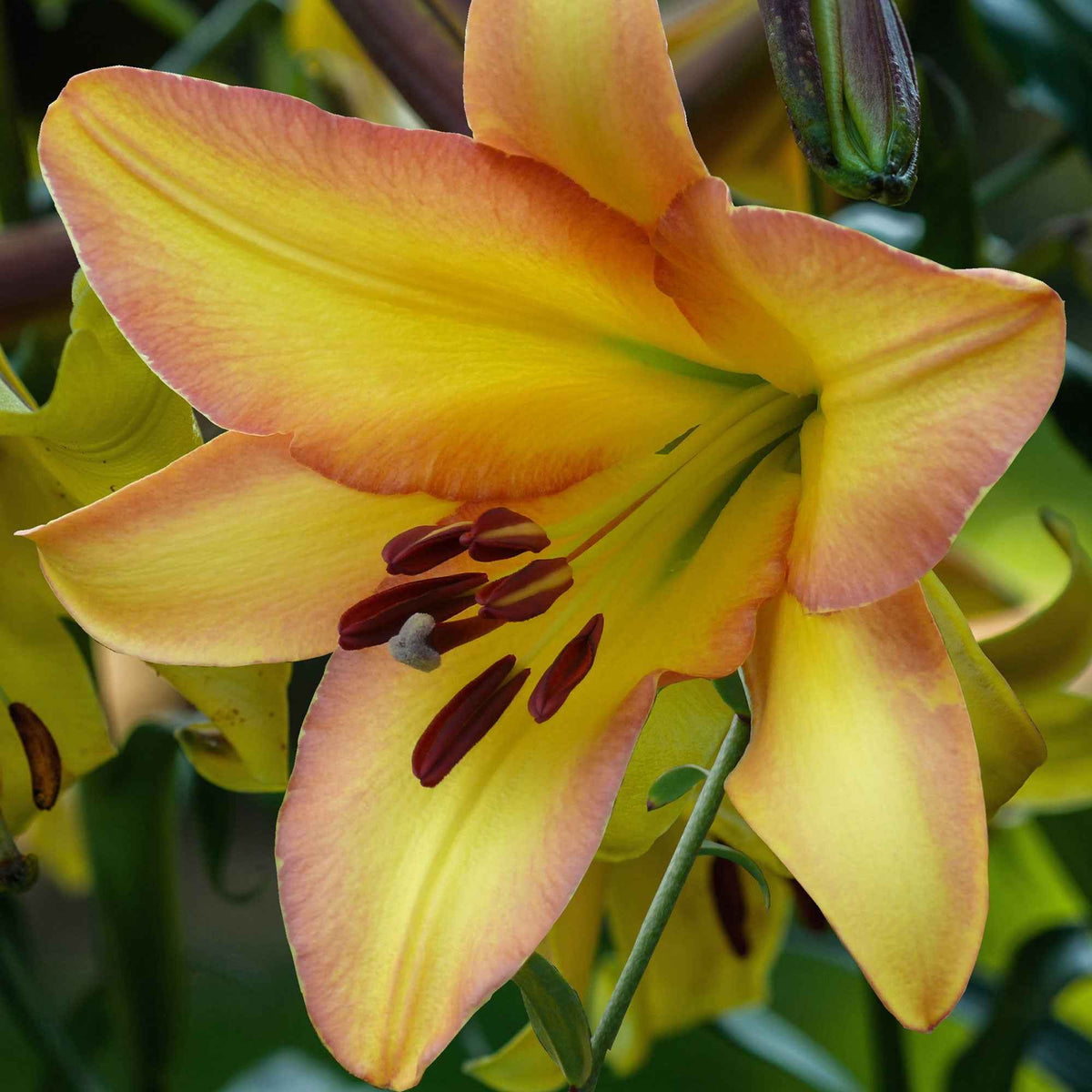 5 Lis géant Rising moon - Lilium 'rising moon' - Plantes