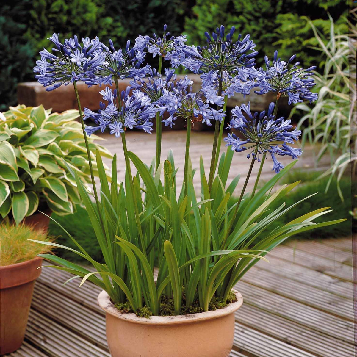 3 Agapanthes bleues - Agapanthus umbellatus