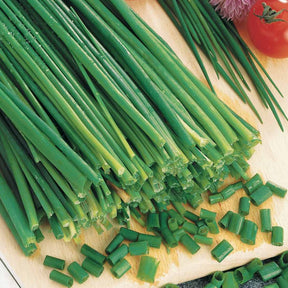 Vente Ciboulette Commune - Allium schoenoprasum