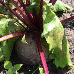 Betterave noire d'Egypte - Beta vulgaris rouge d'egypte - Willemse