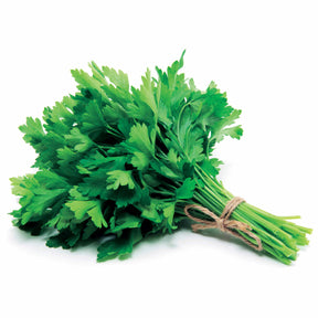 Persil plat Commun 2 - Petroselinum crispum Commun 2 - Willemse