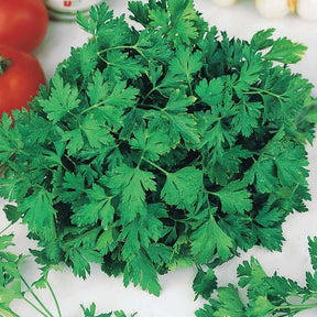 Petroselinum crispum Commun 2 - Persil plat Commun 2 - Graines d'aromatiques