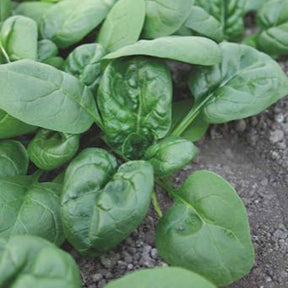 Epinard Nores - Beta vulgaris nores - Willemse