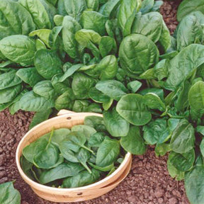 Beta vulgaris nores - Epinard Nores - Epinards