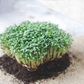 Lepidium sativum - Cresson alénois commun - Salades