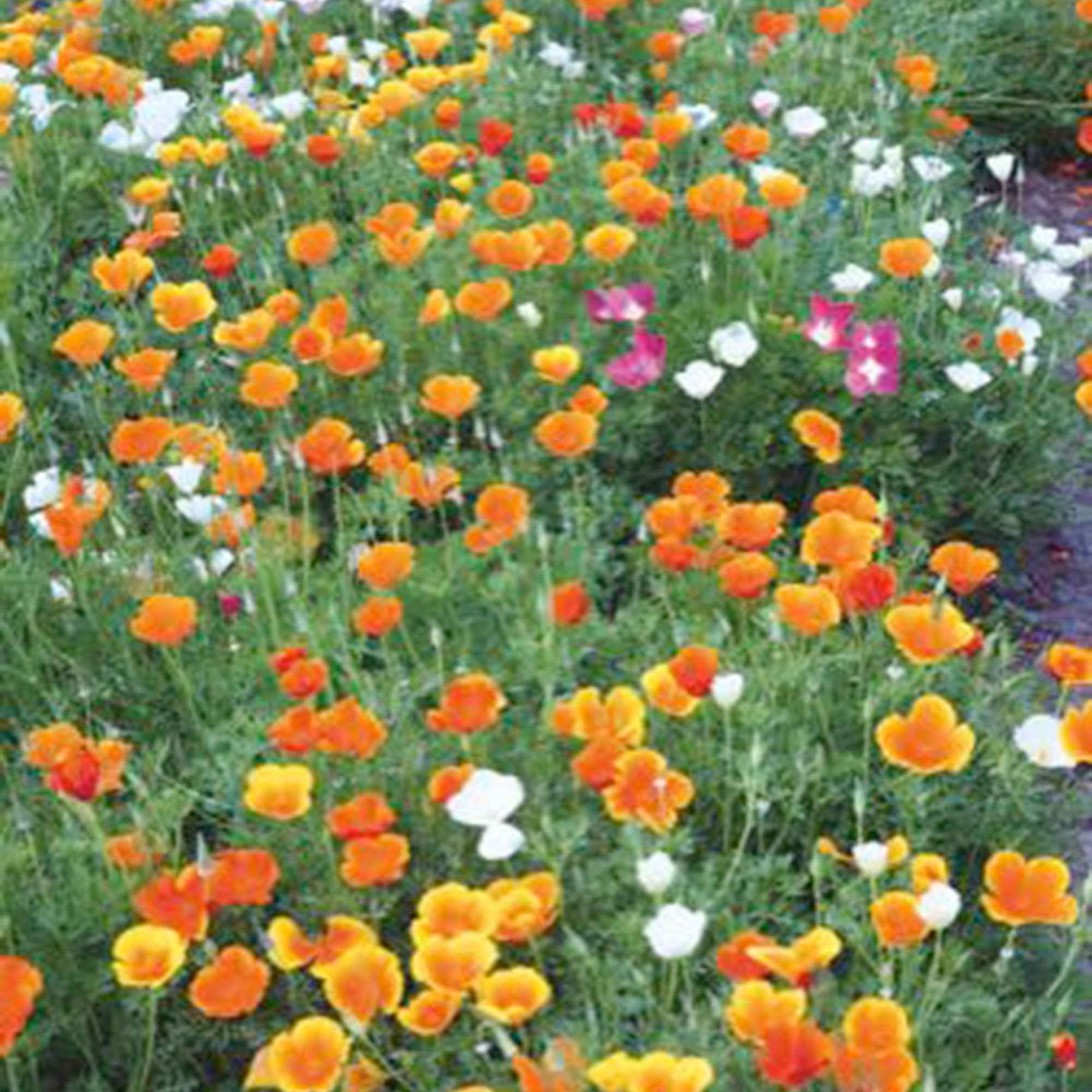Pavot de Californie à fleur simple Garden mix en mélange - Eschscholzia californica - Graines de fleurs