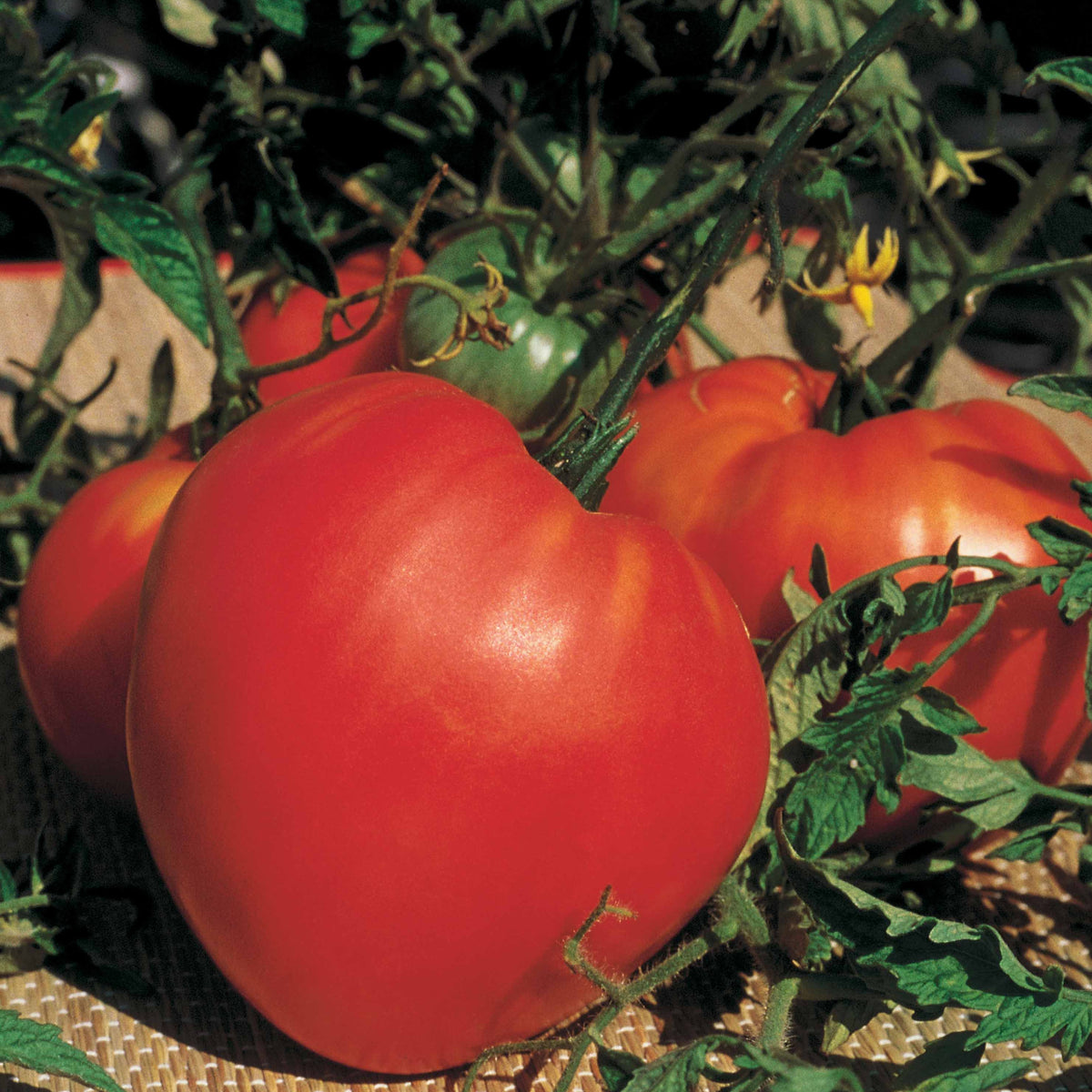 Tomate Coeur de boeuf - Solanum lycopersicum coeur de boeuf - Graines de fruits et légumes