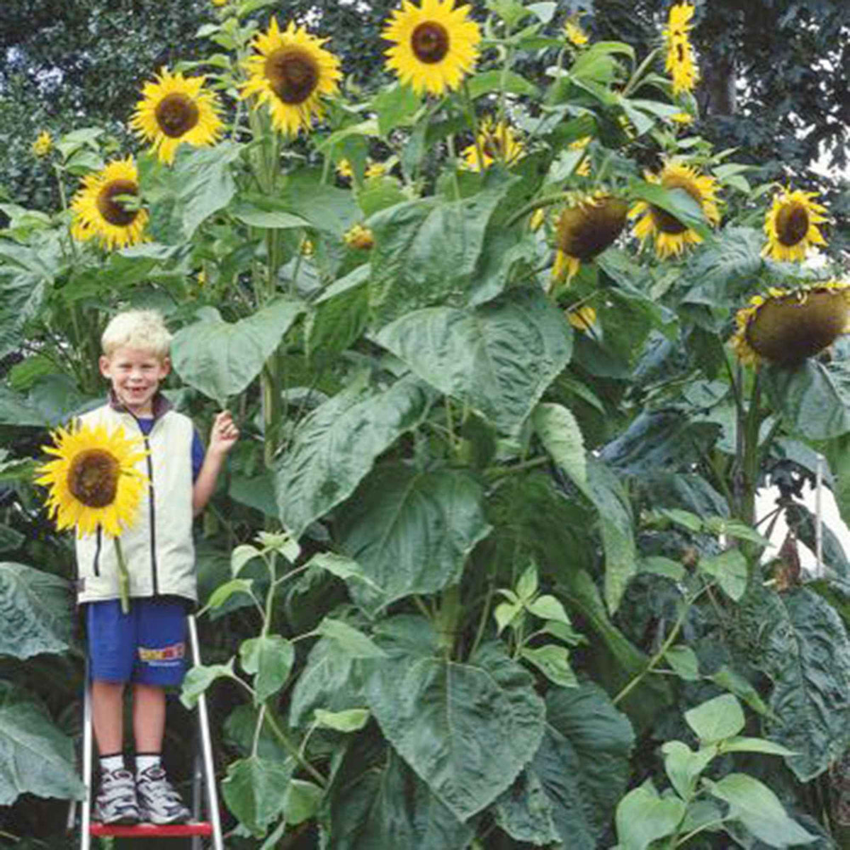 Tournesol à fleur géante Kong F1 - Helianthus annuus kong f1 - Potager