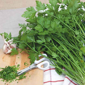 Persil Géant d'Italie - Petroselinum crispum géant d'italie - Willemse