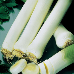 Poireaux - Poireau Monstrueux de Carentan 2 - Allium porrum monstrueux de carentan 2 (30 g)