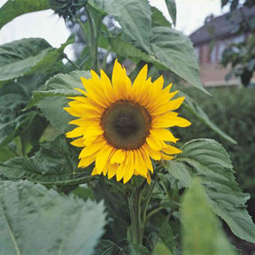Helianthus annuus giganteus - Tournesol à fleur géante Bio - Graines de fleurs