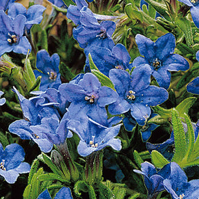 Grémil diffus Heavenly Blue - Lithodora diffusa heavenly blue - Plantes vivaces