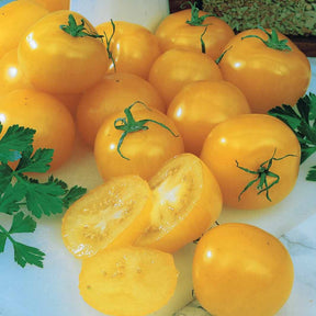Vente Tomate Cocktail Raisins jaunes - Solanum lycopersicum cocktail raisins jaunes