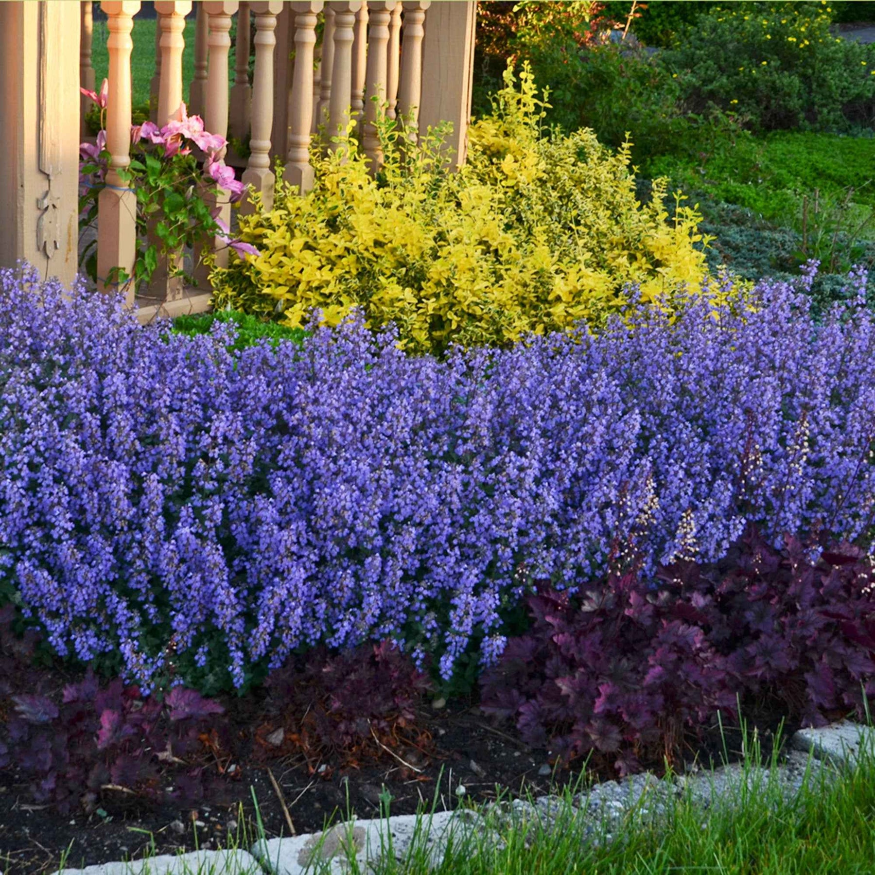 Nepeta Purrsian Blue - Nepeta purrsian blue - Willemse