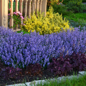 Nepeta Purrsian Blue - Nepeta purrsian blue - Willemse