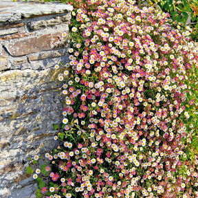 Vergerette - Erigeron karvinskianus - Willemse