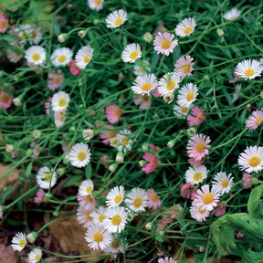 Erigeron karvinskianus Blutenmeer - Vergerette - Erigeron karvinskianus - Erigeron