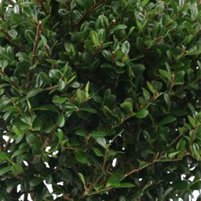 Houx crénelé boule Dark Green® - Ilex crenata dark green - Arbustes