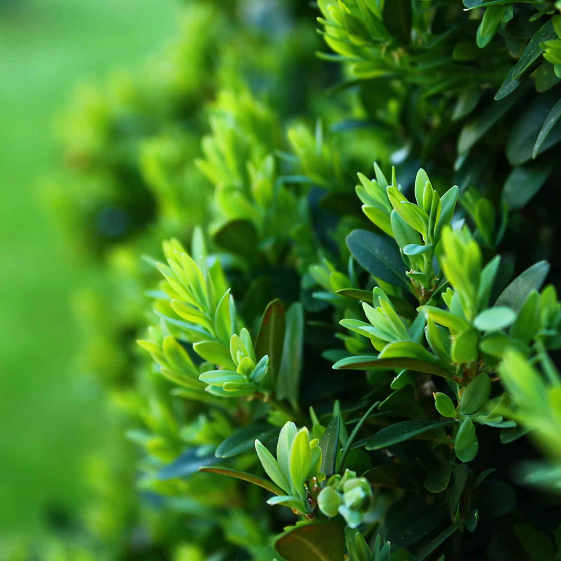 Buis boule - Buxus sempervirens - Willemse