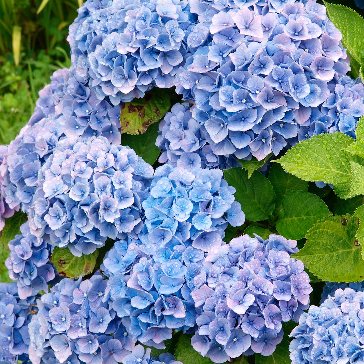 Hortensia bleu - Willemse
