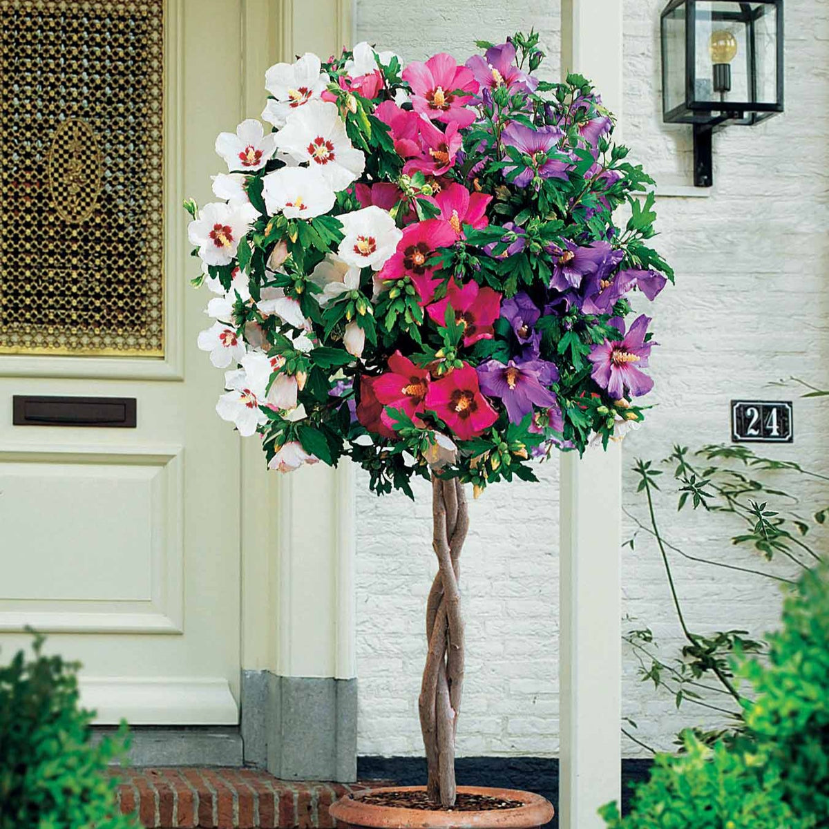 Hibiscus tricolore sur tige - Hibiscus syriacus - Arbustes sur tige