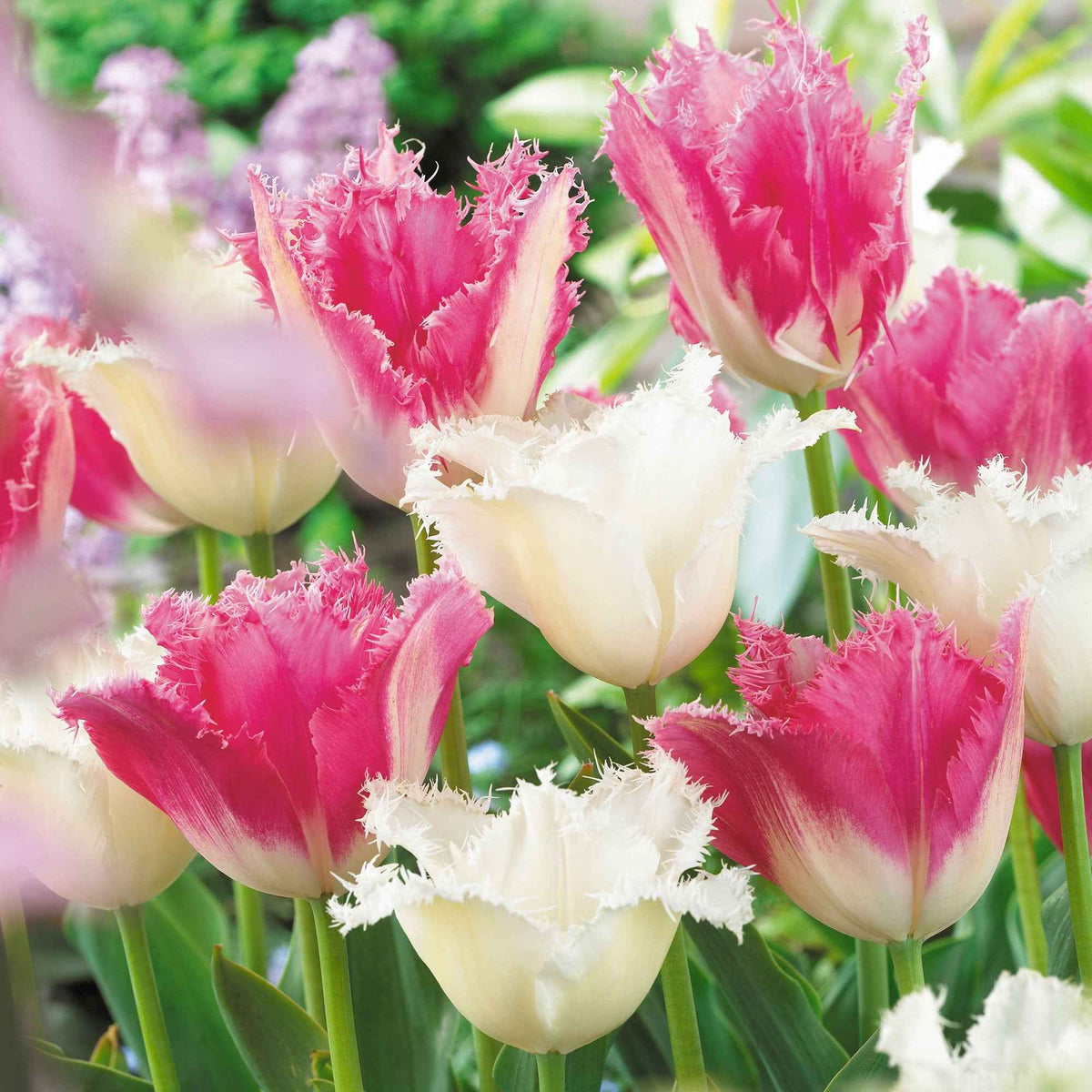 Collection de 20 Tulipes Huis ten Bosch et Noordeinde - Tulipa (huis ten bosch, noordeinde) - Willemse