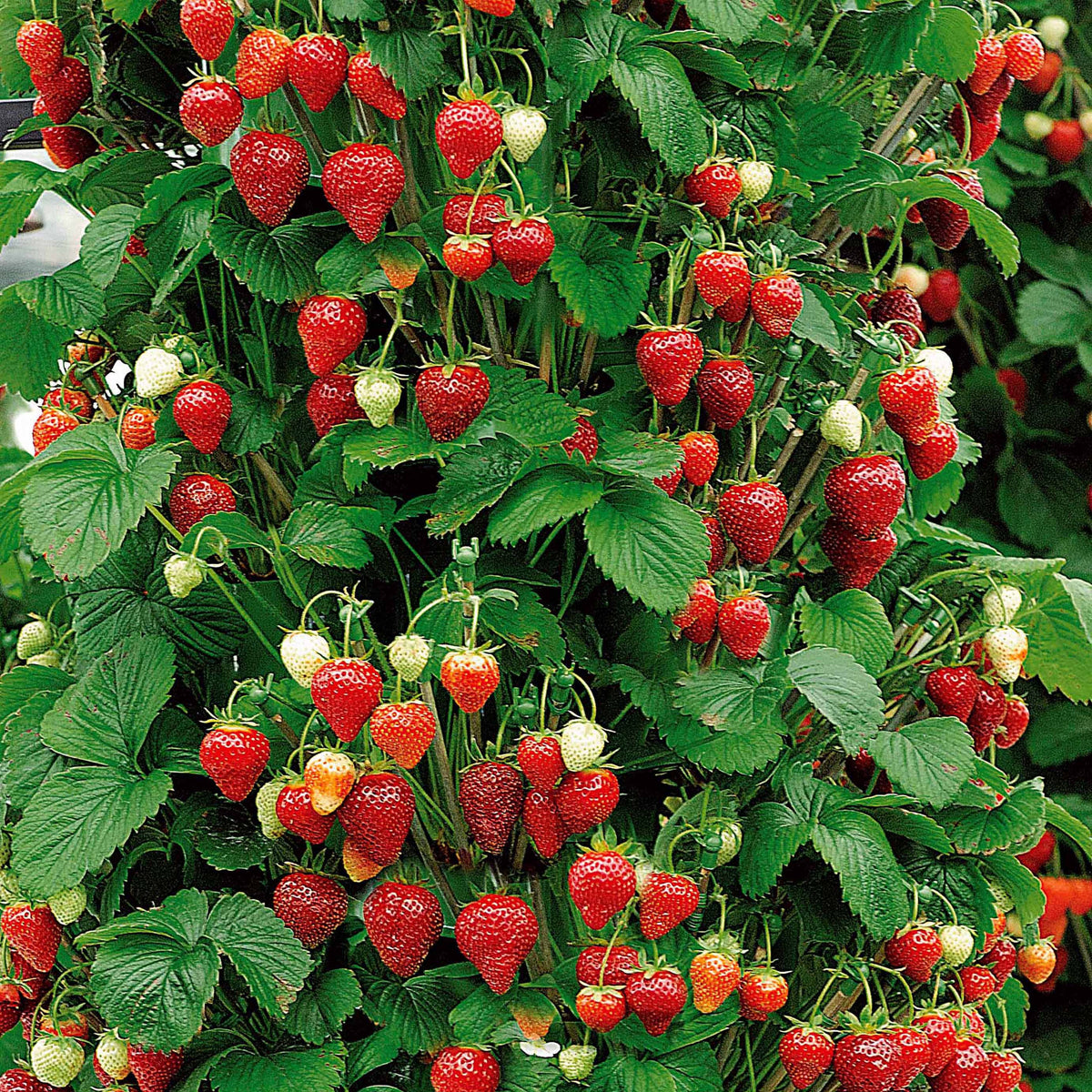 Fraisier grimpant et remontants Mount Everest - Fragaria x ananassa mount everest - Plantes