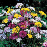 25 Alliums décoratifs en mélange - Willemse