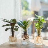 Mélange de 3 hydroponiques + 3 vases - Syngonium 'Pixie', Clusia 'Princess', Ctenanthe 'Amagris' - Plantes
