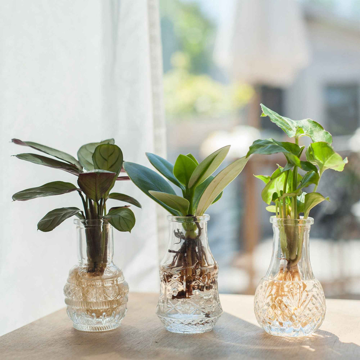 Syngonium Pixie, Clusia Princess, Ctenanthe Amagris
