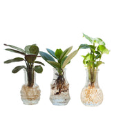 Mélange hydroponie et ses 3 vases - Willemse