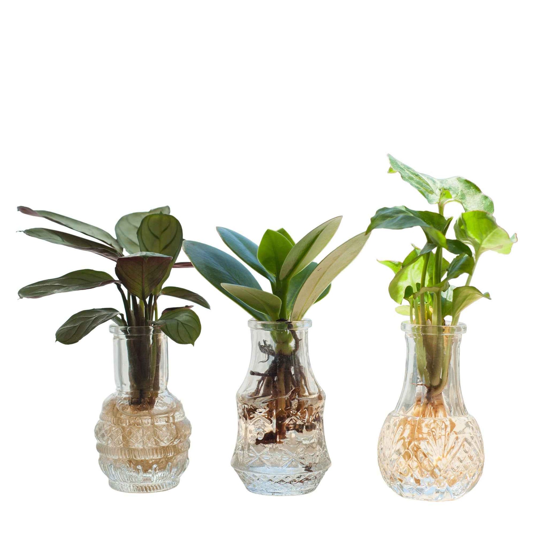 6 Mélanges hydroponiques + 3 vases - Syngonium 'Pixie', Clusia 'Princess', Ctenanthe 'Amagris' - Plantes