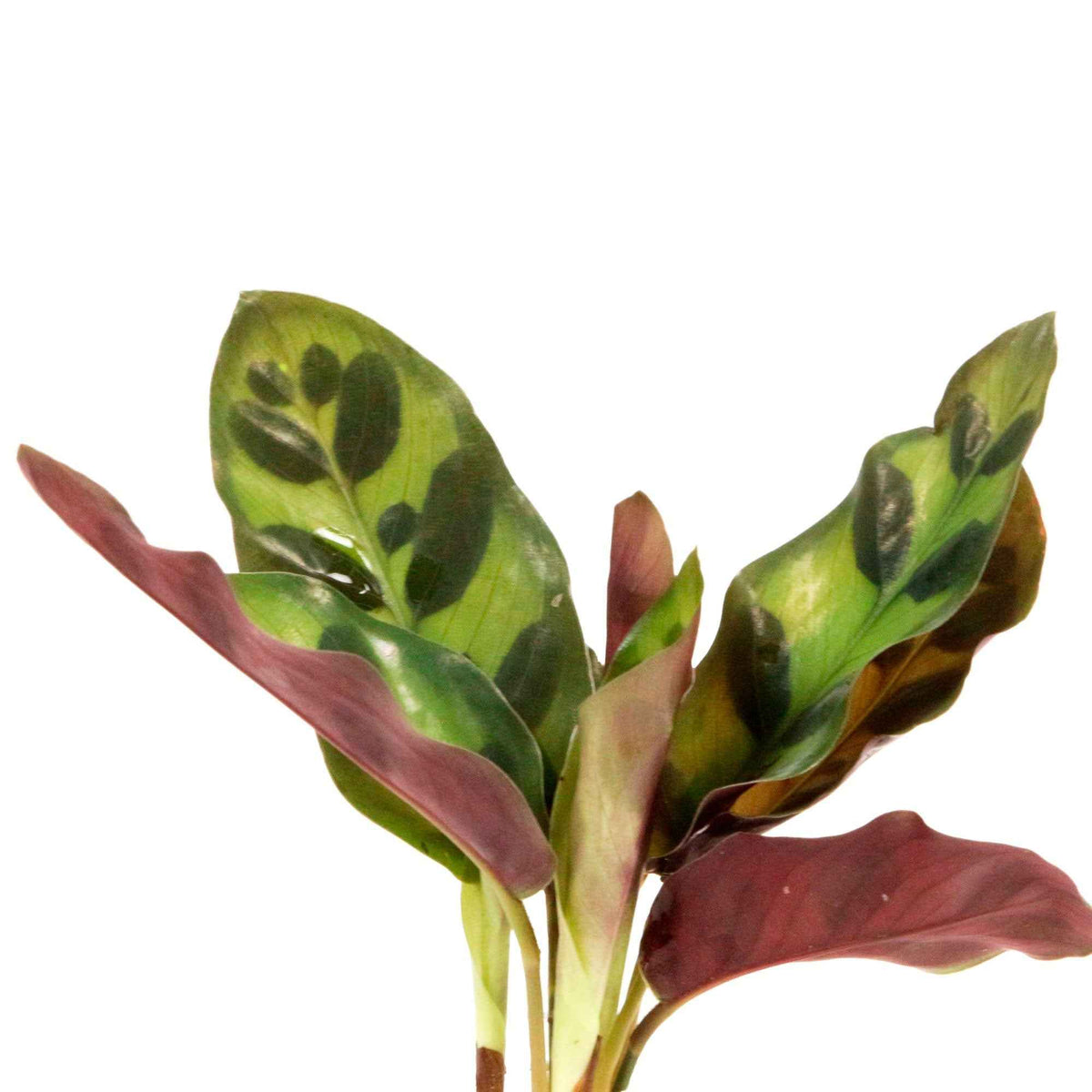 2 Calatheas Insignis + les vases - Calathea insignis - Plantes d'intérieur