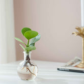 Clusia Samoa et son vase - Willemse