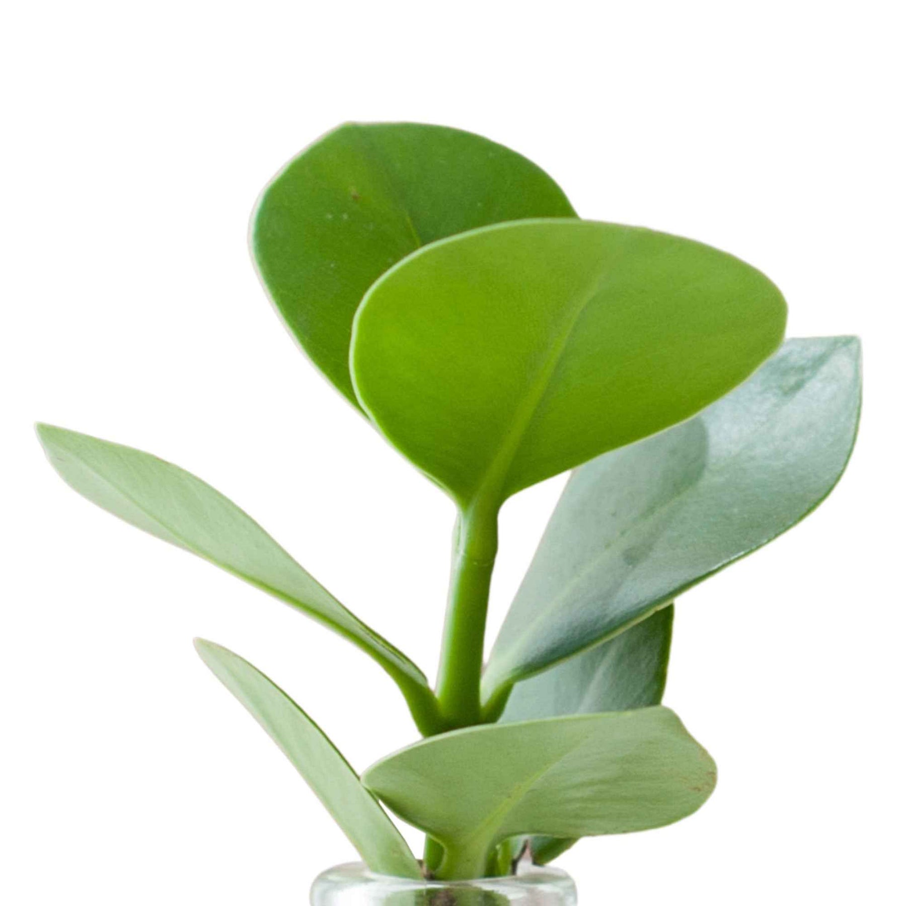 Clusia samoa - Clusia Samoa et son vase - Hydro