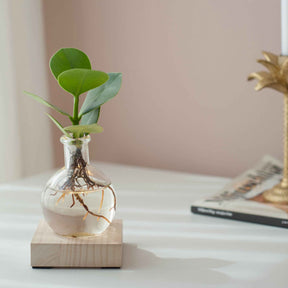  - Clusia Samoa et son vase avec LED - Clusia samoa