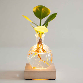 2 Clusias Samoa + les vases + LEDs - Clusia samoa