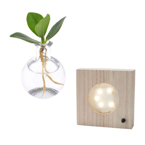 2 Clusias Samoa + les vases + LEDs - Clusia samoa