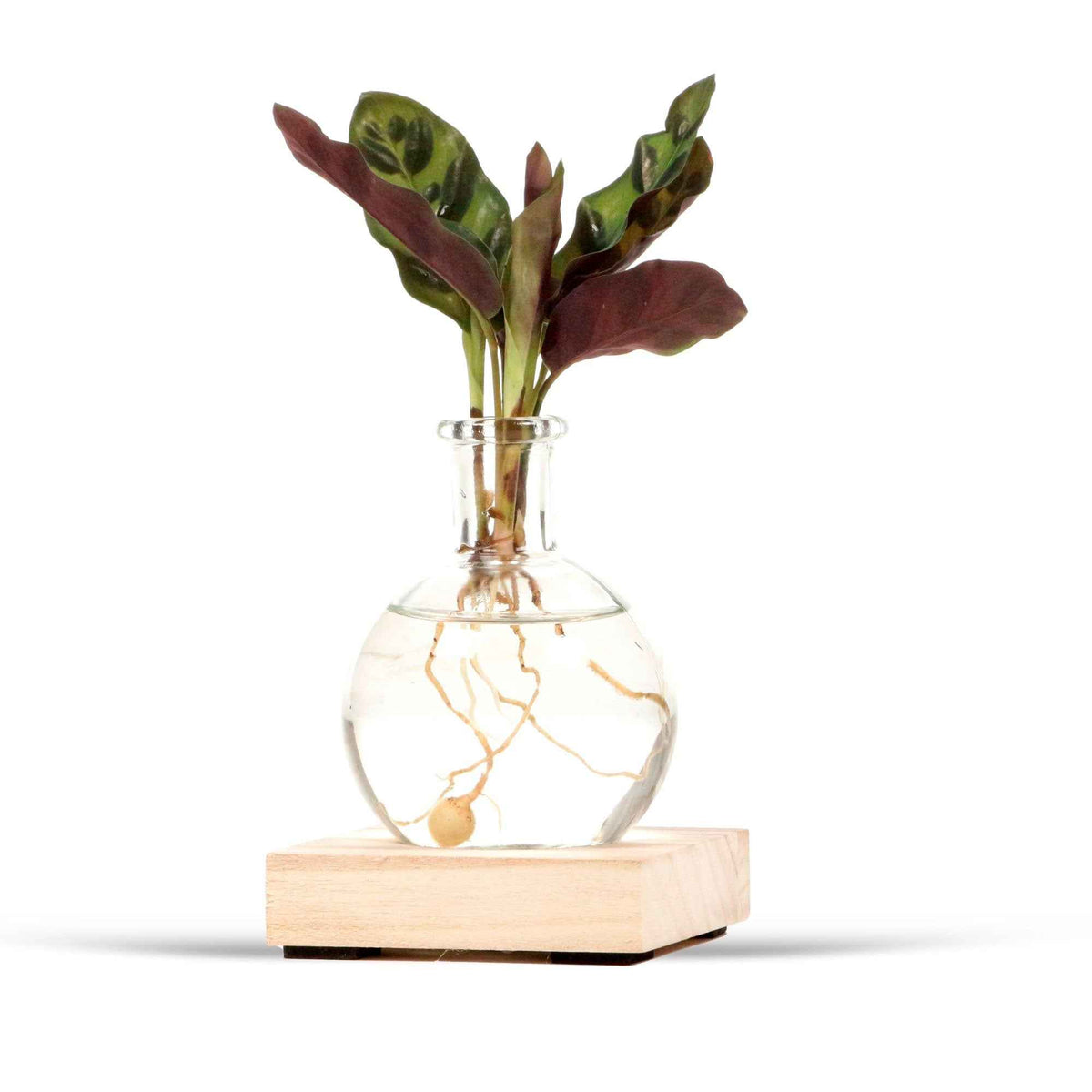 2 Calatheas Insignis + les vases + LEDs - Calathea insignis - Plantes