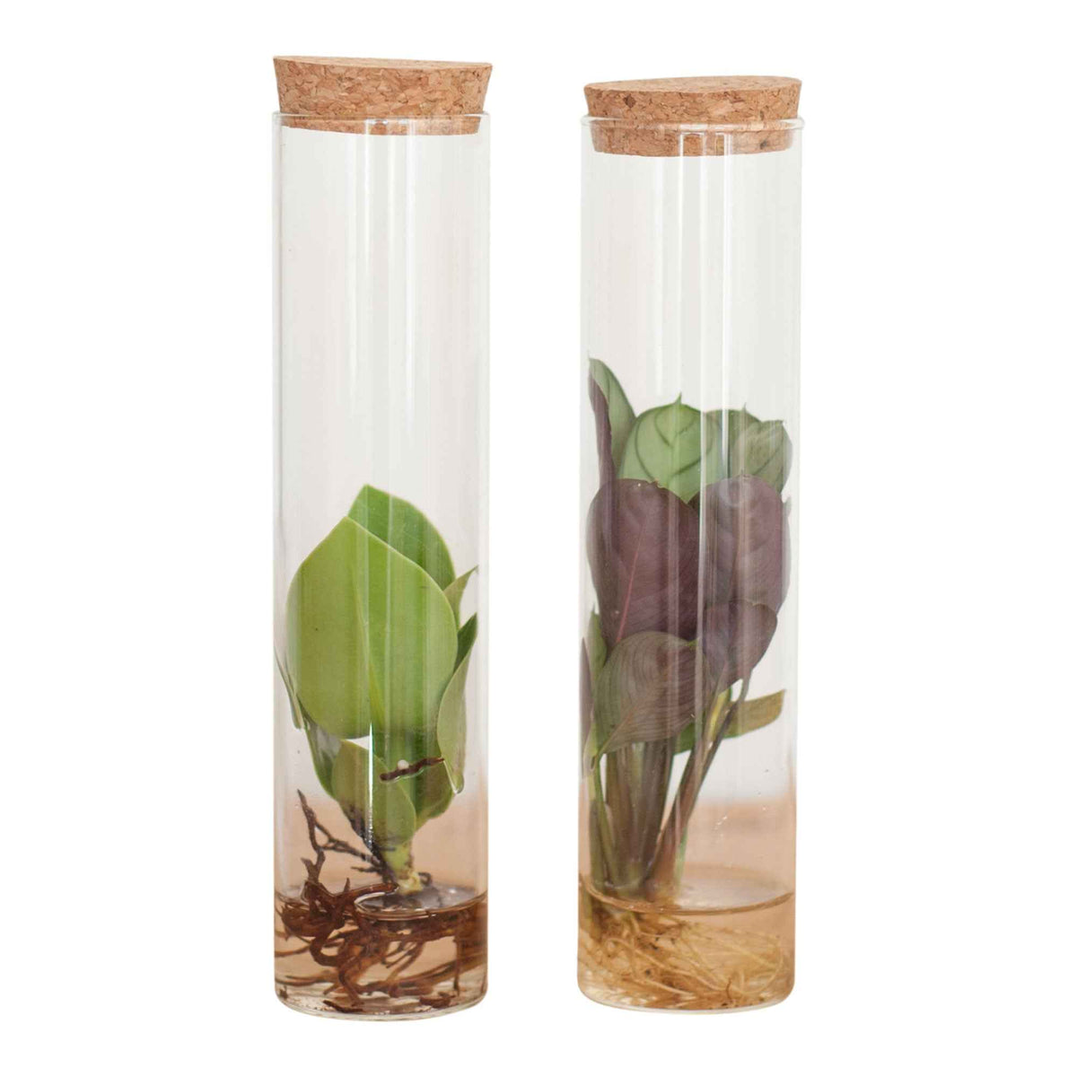 2 plantes hydroponiques en mélange + 2 tubes en verre - Stekmix Tube glas 2st - Plantes d'intérieur