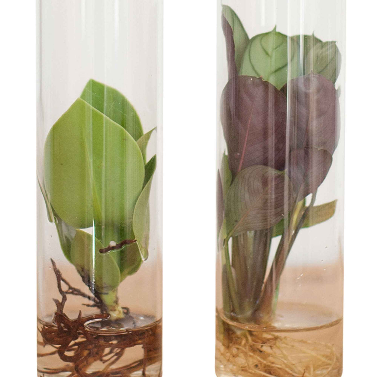 2 plantes hydroponiques en mélange + 2 tubes en verre - Stekmix Tube glas 2st