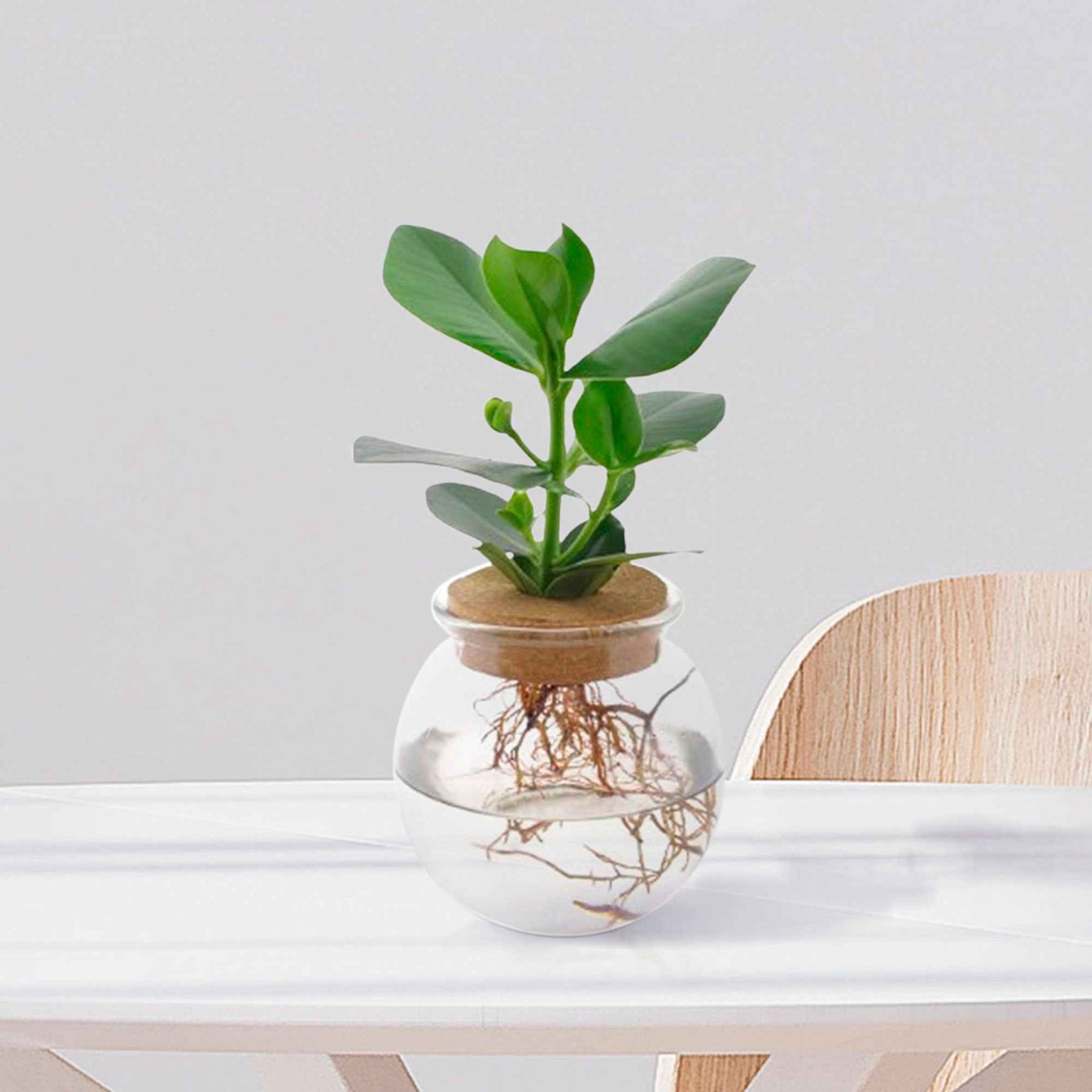 2 Clusias Met + Ampoules vases - Clusia - Plantes